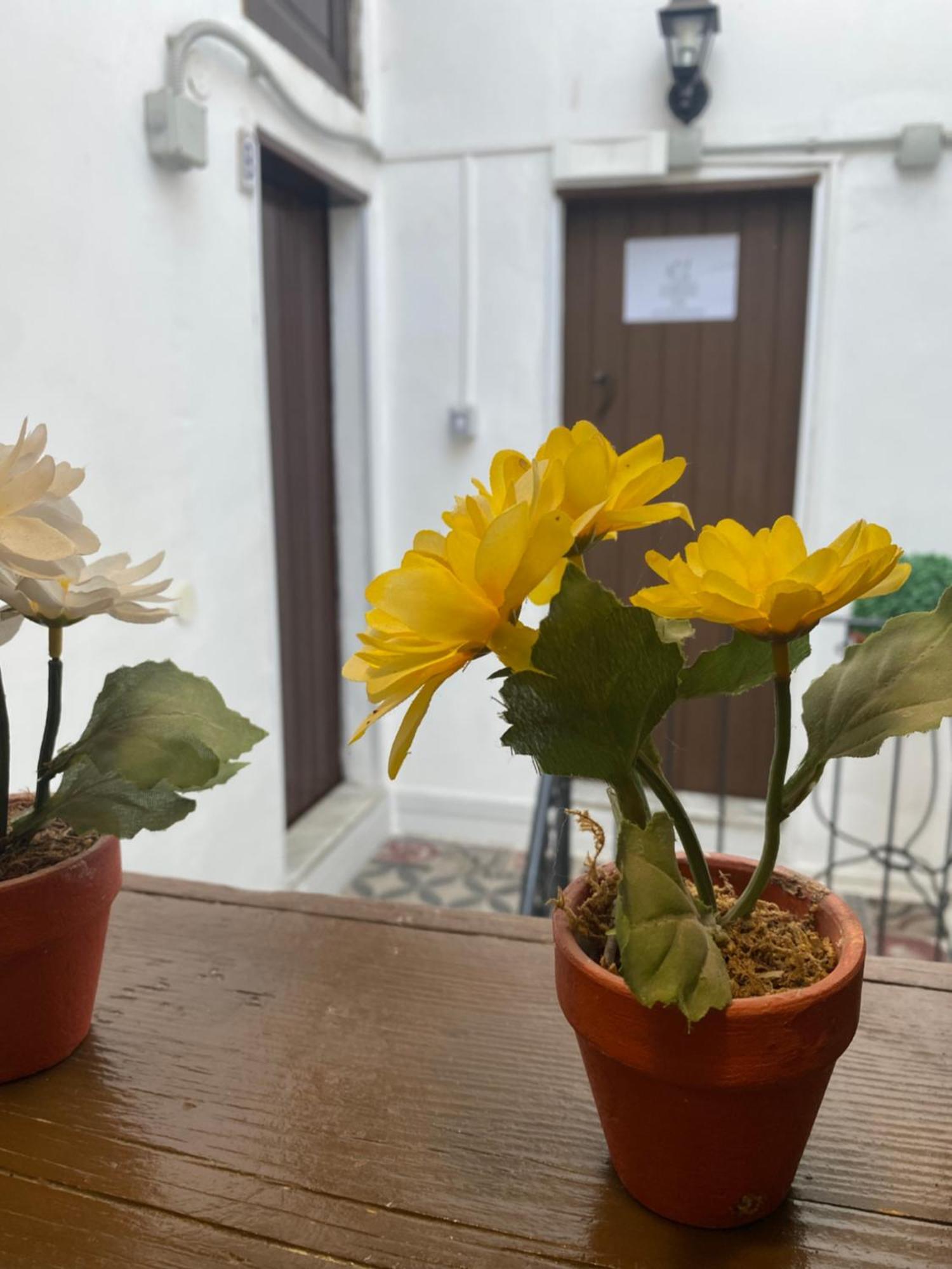 Florhouse Pacini *